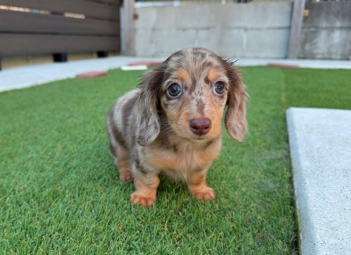 Zoe
